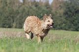 BOUVIER DES ARDENNES 098